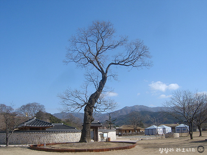 회화나무